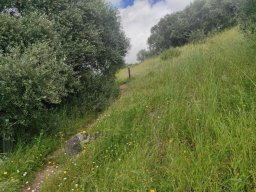 Flora del Cerro Masatrigo